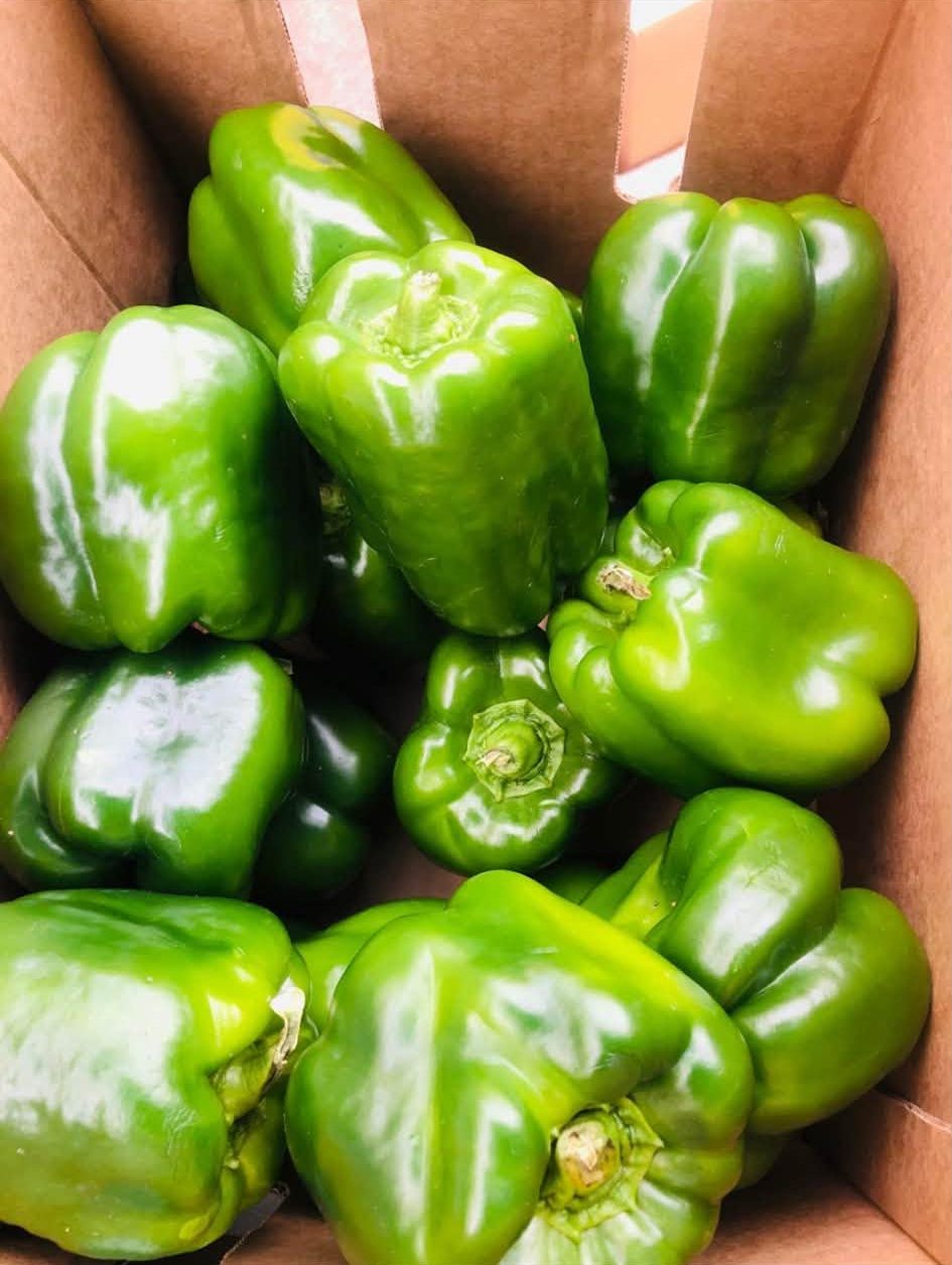 Capsicum