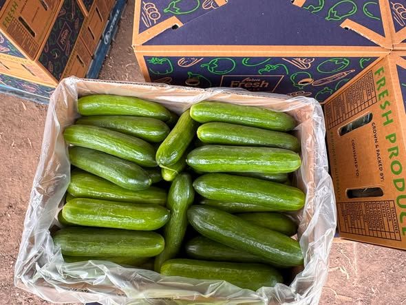 Cucumbers
