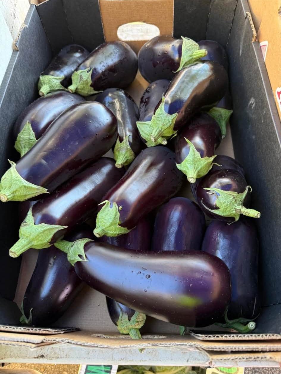 Eggplant