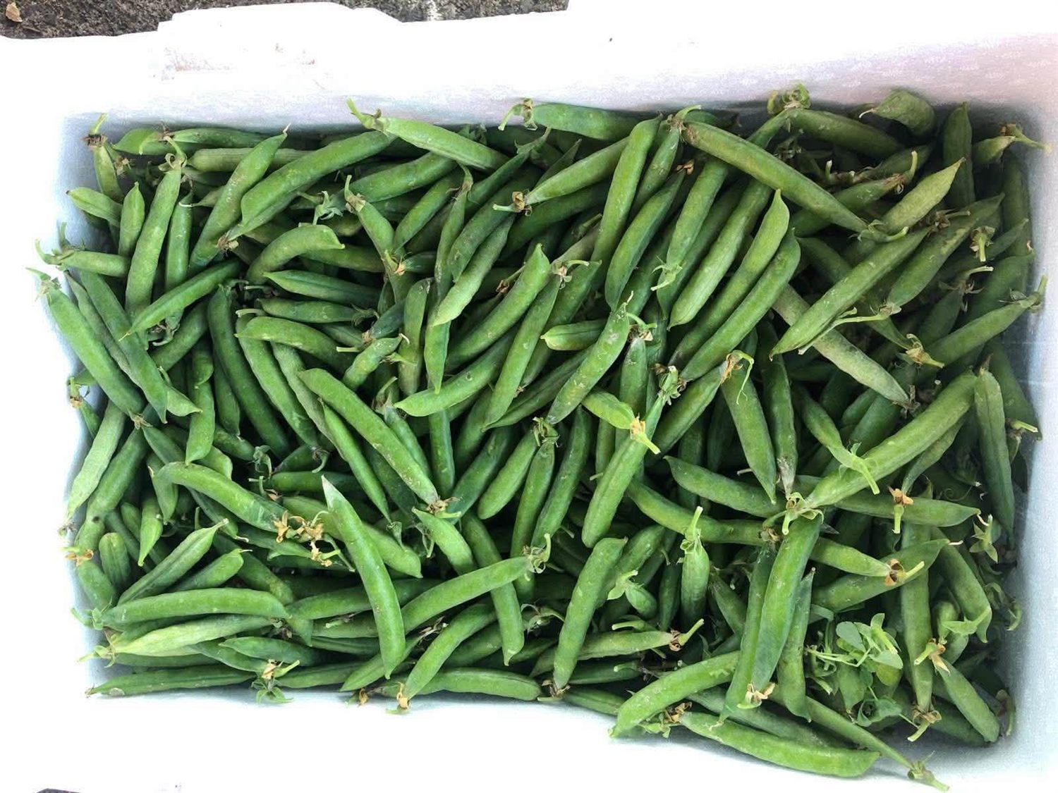 Flat Beans (Sem)