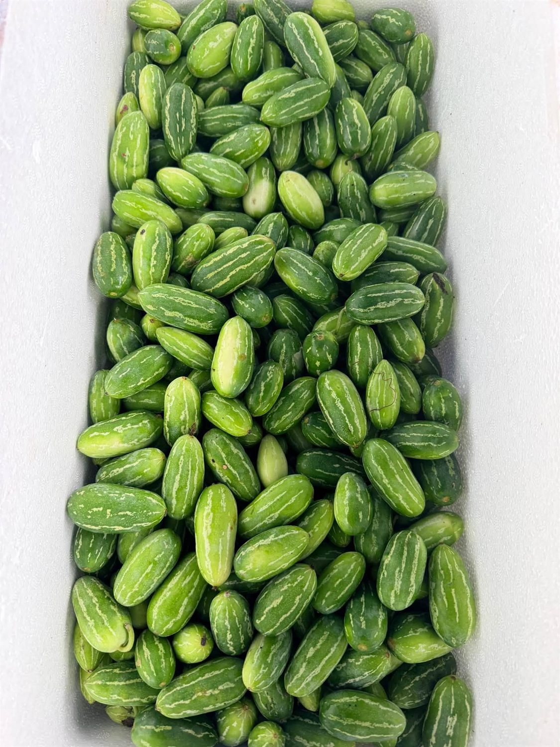 Long Melons