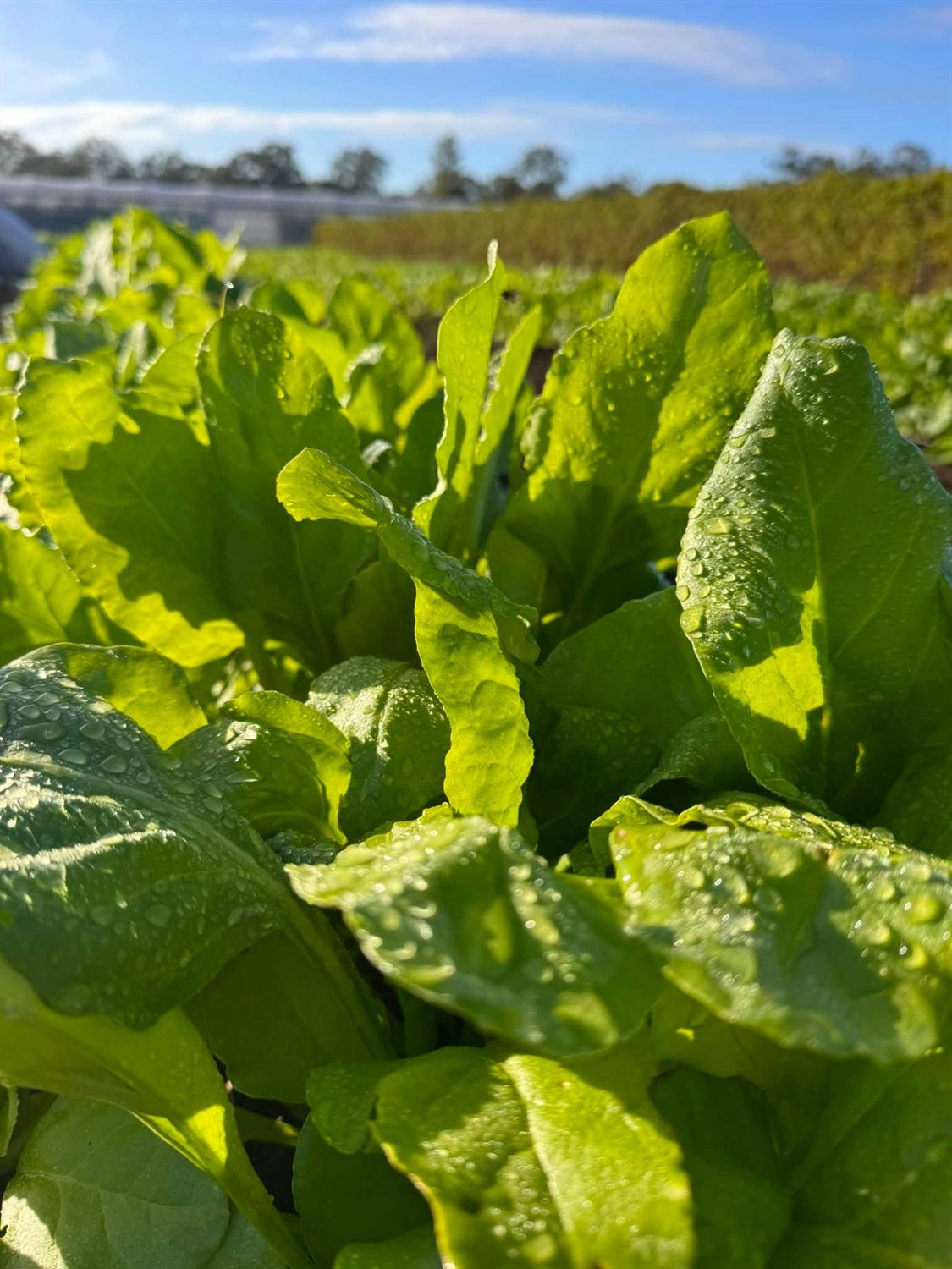 Rows of mustard greens (saag) growing in the black soil of the Malwa Fresh farm in Lowood