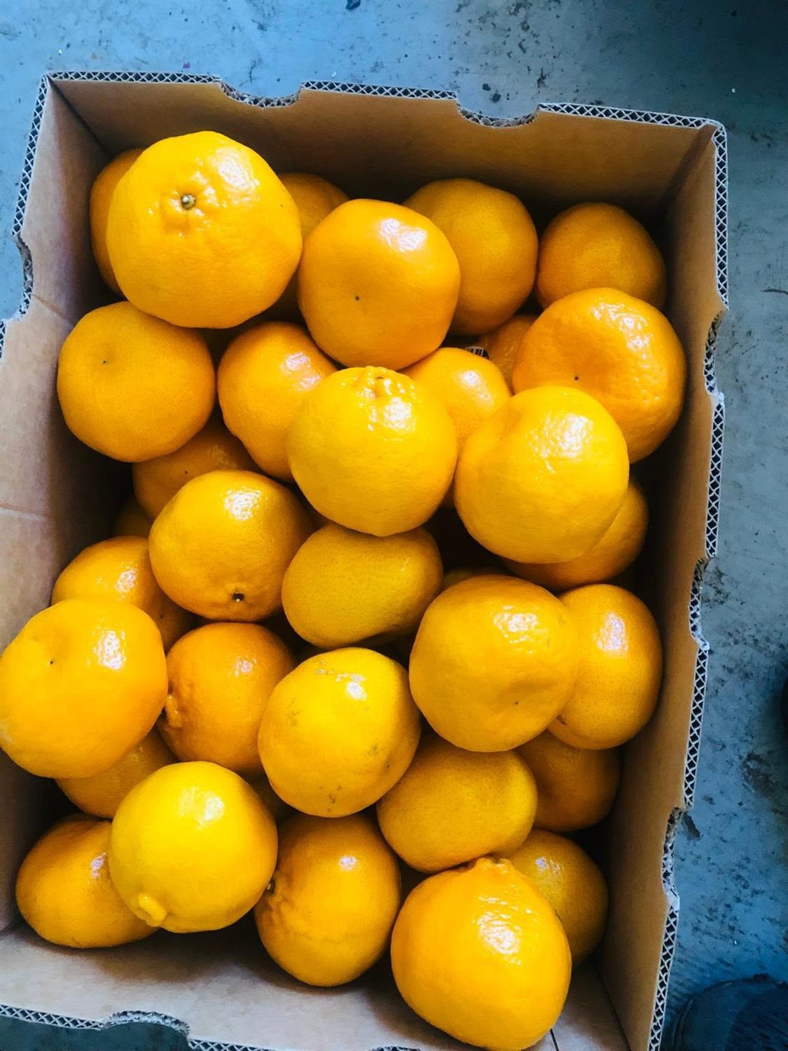 Mandarins (Kinnow)