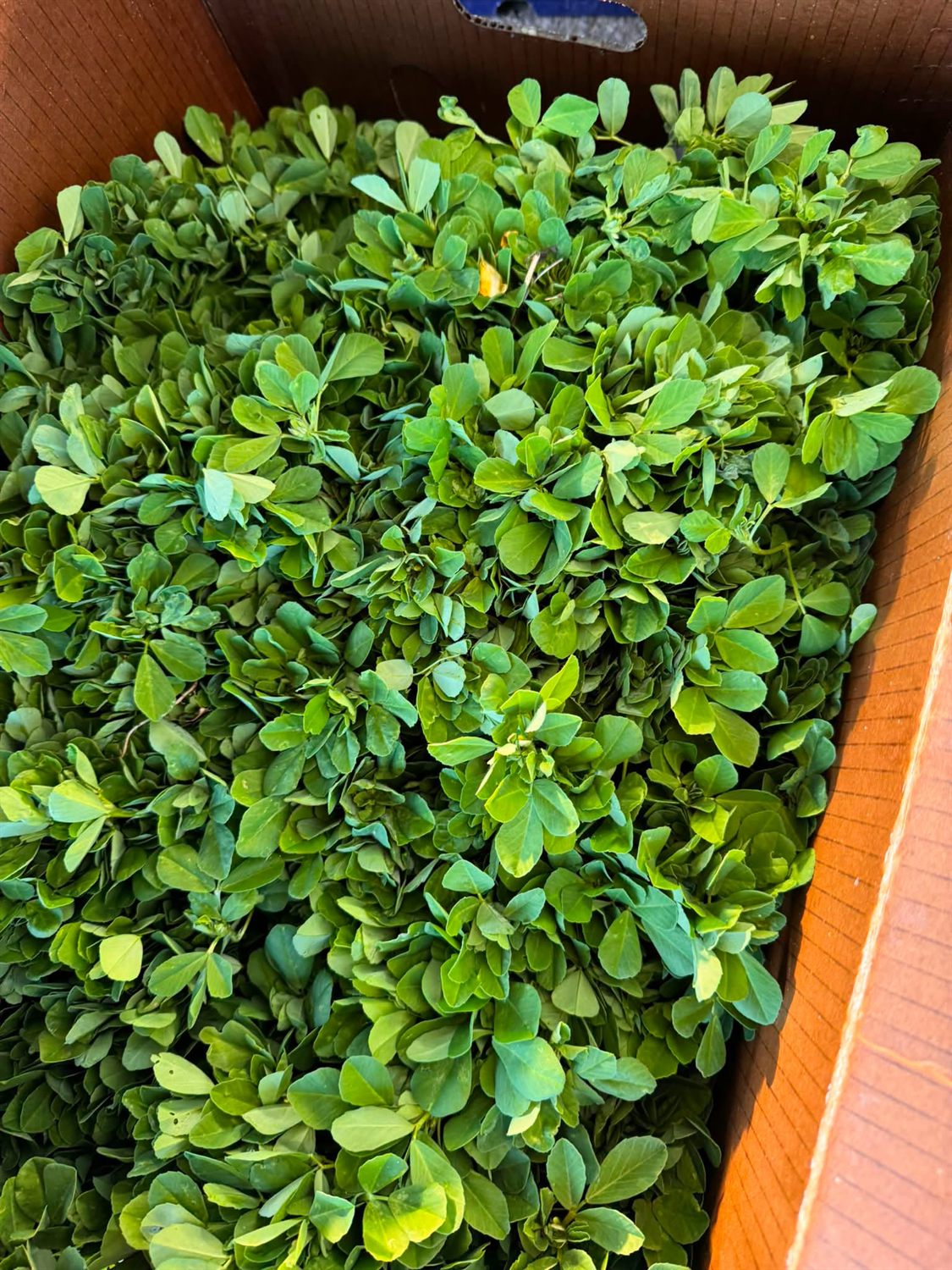 Methi (Fenugreek)