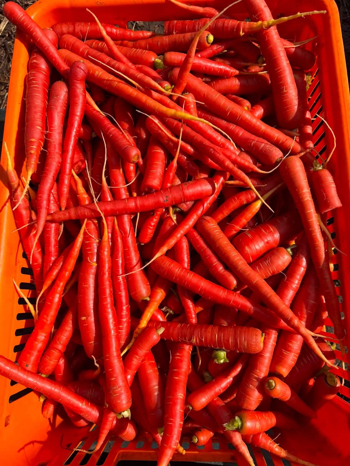 Red Carrots (Indian)
