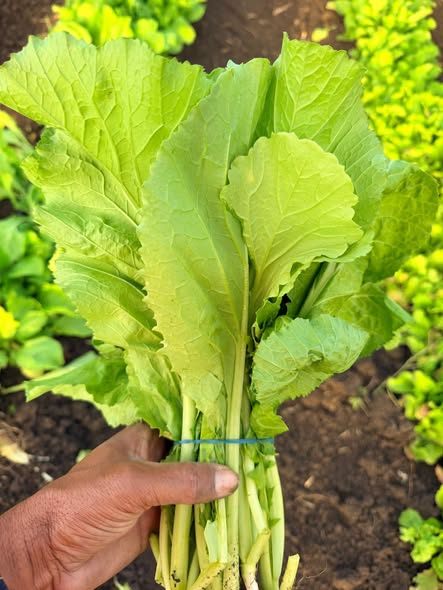 Saag (Mustard Leaves)